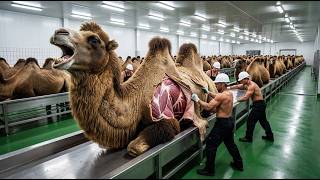 Bactrian Camel Inside Luxury Factory | Nature to Premium Wool \u0026 Elite Products Pro! 🐫