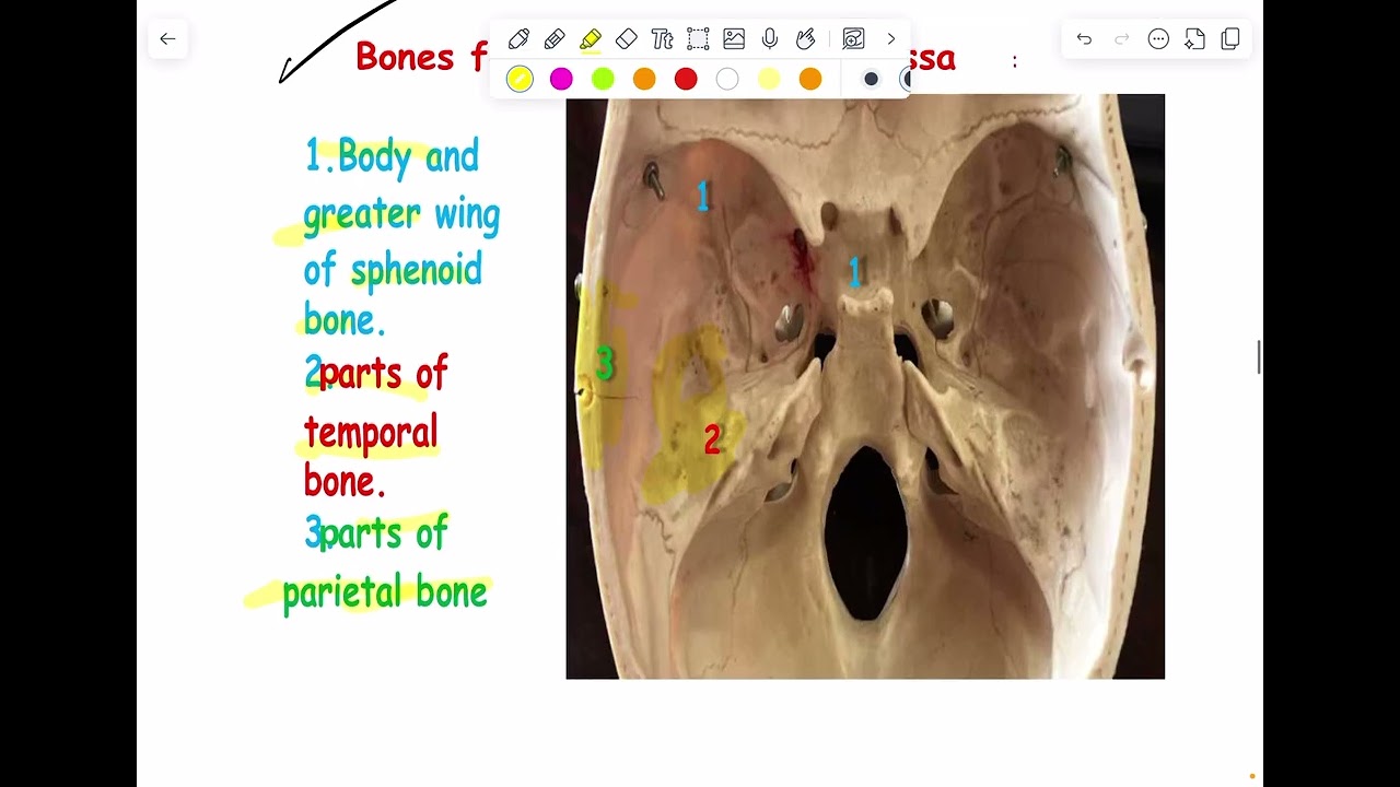 شرح تشريح عام لكجر 6 و 7 كلية طب الاسنان جامعة المعقل