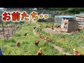 放牧柵崩壊で【百鶏園】をお散歩しているあずさがこちら