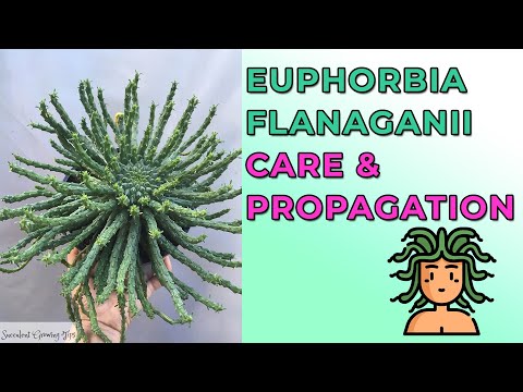 Video: What Is Medusa's Head Euphorbia - Tips om att ta hand om Medusa's Head Plants