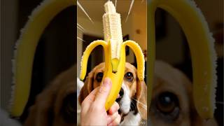 The Glitch Tax Impossible Banana Break 🍌⚡  POV Dog Glitch Short