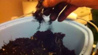 What I learned about Cannabis Root Formation