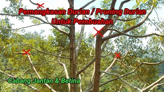 Pemangkasan Durian, Cabang Jantan & Betina, Untuk Pembuahan / Pruning Durian