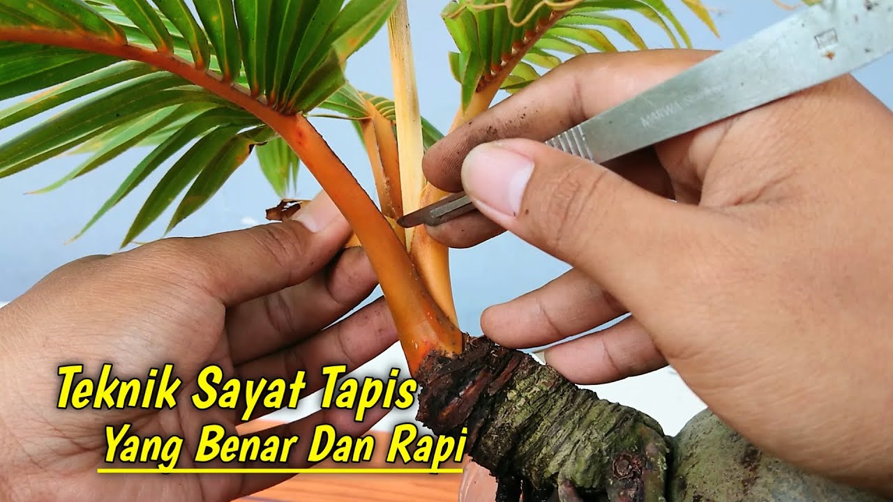 CARA DAN TEKNIK SAYAT TAPIS BONSAI KELAPA DENGAN BENAR YouTube