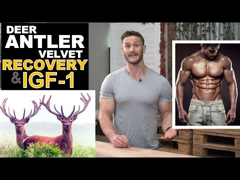 Does Deer Antler Velvet Speed Recovery? IGF-1 and Human Growth Hormone - Thomas DeLauer