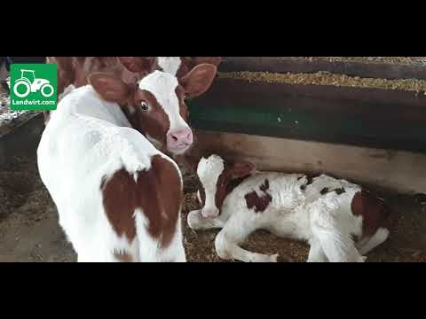 Video: Kafshë prodhuese: përkufizimi, speciet, racat