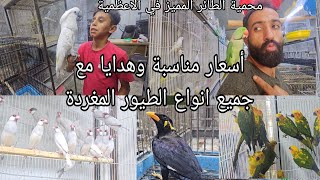أسعار مناسبة وعروض وهدايا مع جميع انواع الطيور المغردة #محمية الطائر المميز في بغداد ٢٠٢٣/٧/٤