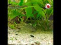 Aquarium | Balloon Molly