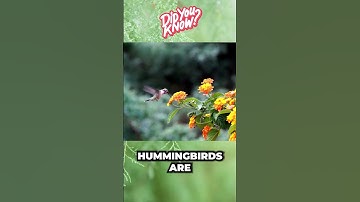 Did You Know That Hummingbirds... #shorts #funfacts #hummingbird