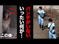 おやつタイムの異変!真相はこうだった… 4月12日15時、パンチの姿が見えないまま餌やり開始…市川市動植物園 “ぬいぐるみがお母さん”の子ザル「パンチくん」Punch the monkey 4K