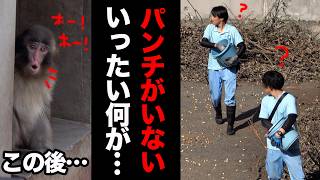 おやつタイムの異変真相はこうだった 4月12日15時パンチの姿が見えないまま餌やり開始市川市動植物園 ぬいぐるみがお母さんの子ザルパンチくんPunch The Monkey 4K
