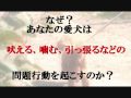 犬のしつけのカリスマ藤井聡が教える愛犬の問題行動の改善方法.wmv