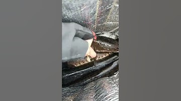 Cá Lóc Đồng Câu Cá Lóc Bằng Nhái Hơi DN Shop Đồ Câu Đại Ngáo#shorts