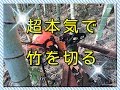 【農業系】チェーンソーで竹炭用の竹を間伐する【竹林】