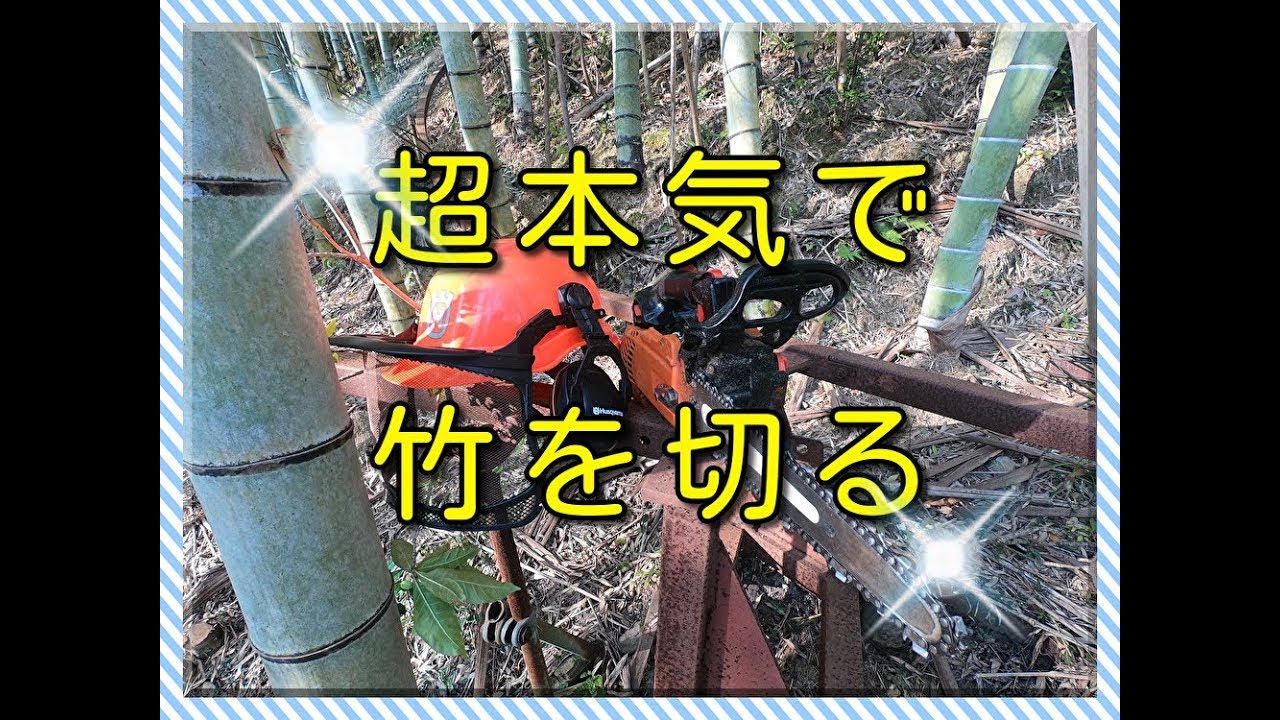 農業系】チェーンソーで竹炭用の竹を間伐する【竹林】 - YouTube