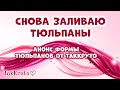 Снова заливаю много красивых тюльпанов 🌹🌹🌹 Форма тюльпанов от ТакКруто!