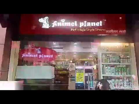 Pet shop in Kolkata /Animel Planet New Town, City Centre 2 - YouTube