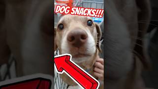 LUTHER SEEN DOG TREATS!! #luther #dogs #dog #funnymoments #funny #puppy #fun #pitbull #weinerdog