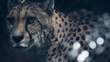 Luminary - Glass Light Leaks for Video