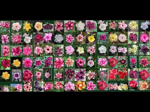 Adenium - Desert Rose - Top Most beautiful Adenium flowers Collection..