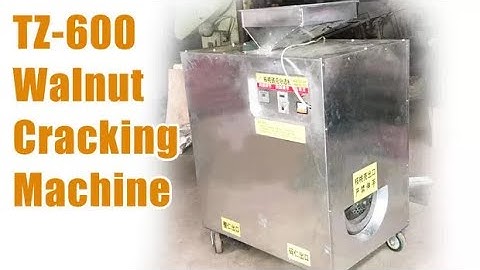 TZ-600 Walnut Sheller Machine Working Video | High Efficiency Walnut Cracking Machine