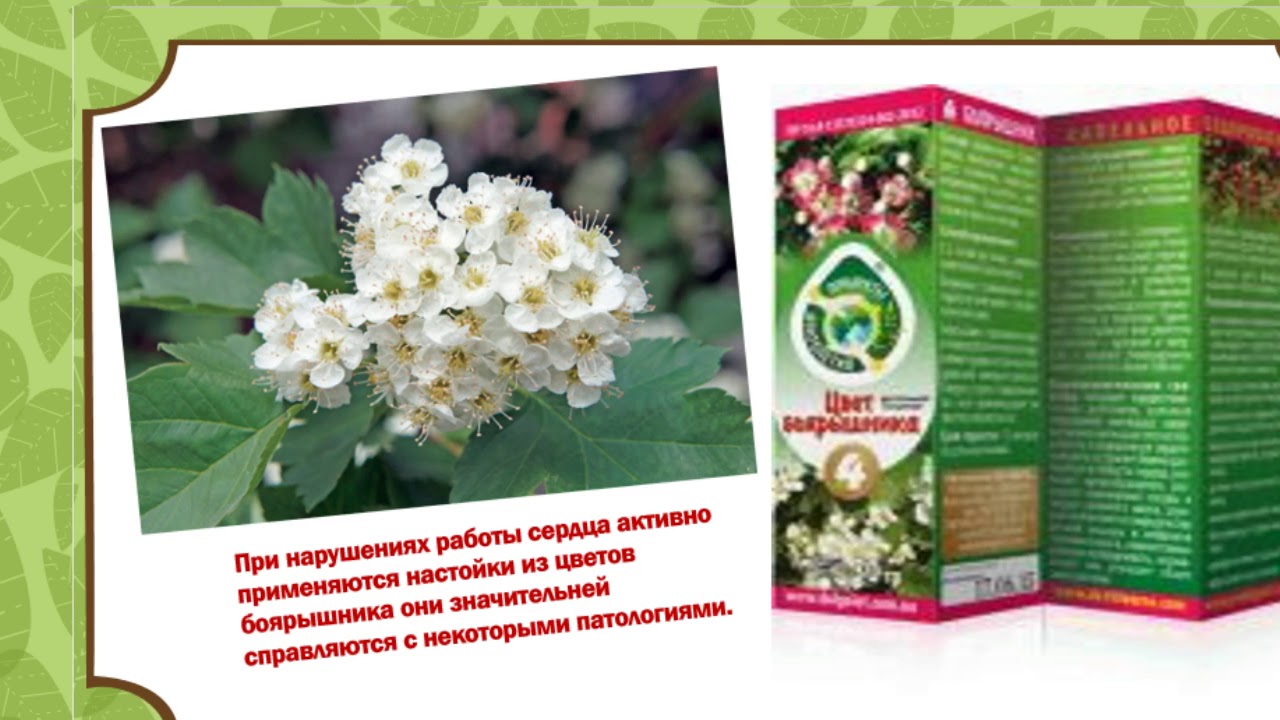 Боярышник "хлеб сердца" - YouTube