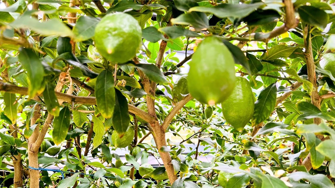 Bangladeshi lemon tree in London লন্ডনের মাটিতে বাংলাদেশী লেবু গাছ