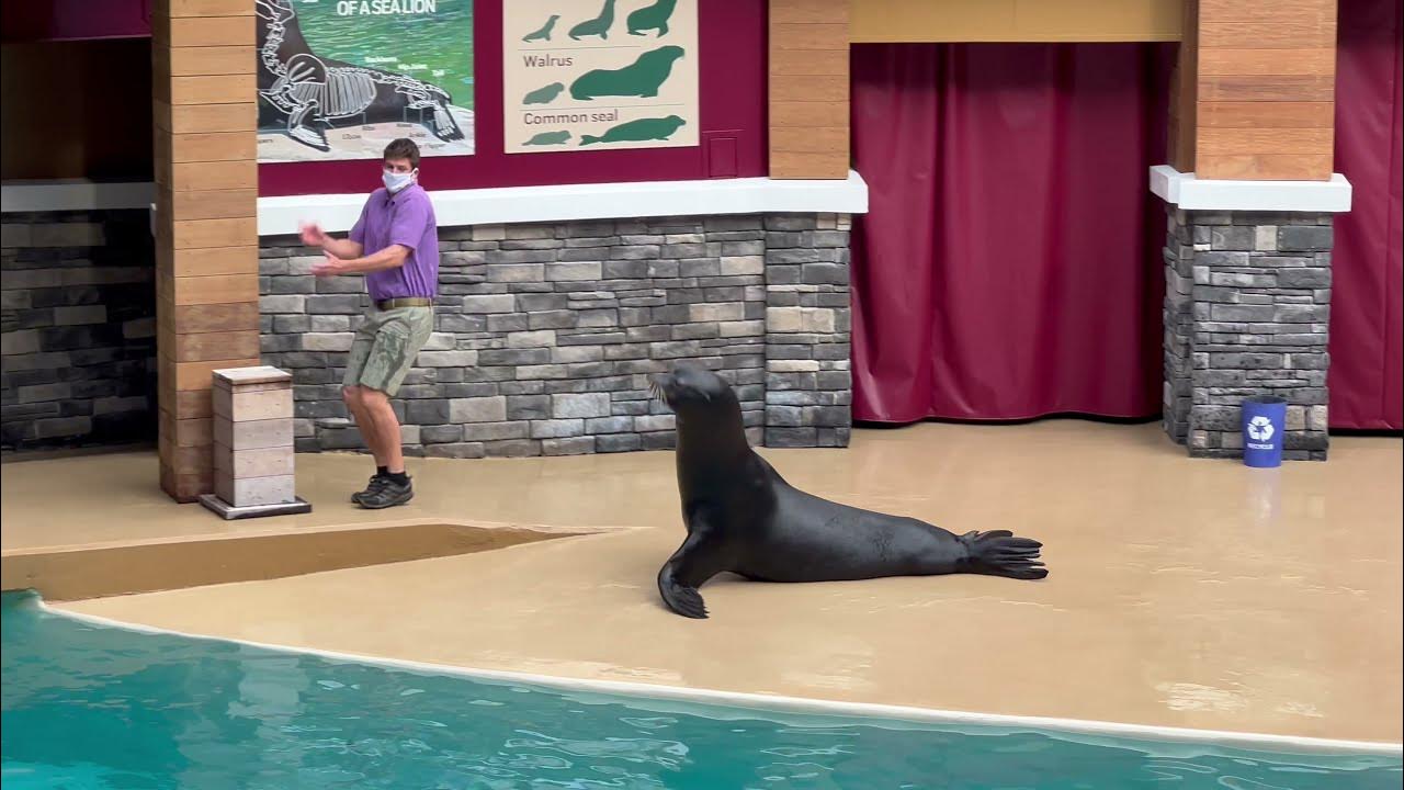 SeaWorld Orlando Sea Lion & Otter Spotlight Show 4K UHD (11-04-21