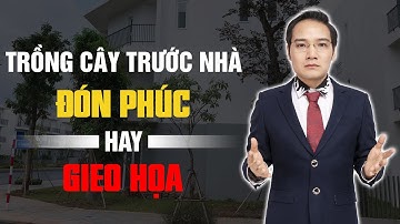 Trồng cây trước nhà là Phúc hay Họa? Những điều cần biết khi trồng cây trước nhà