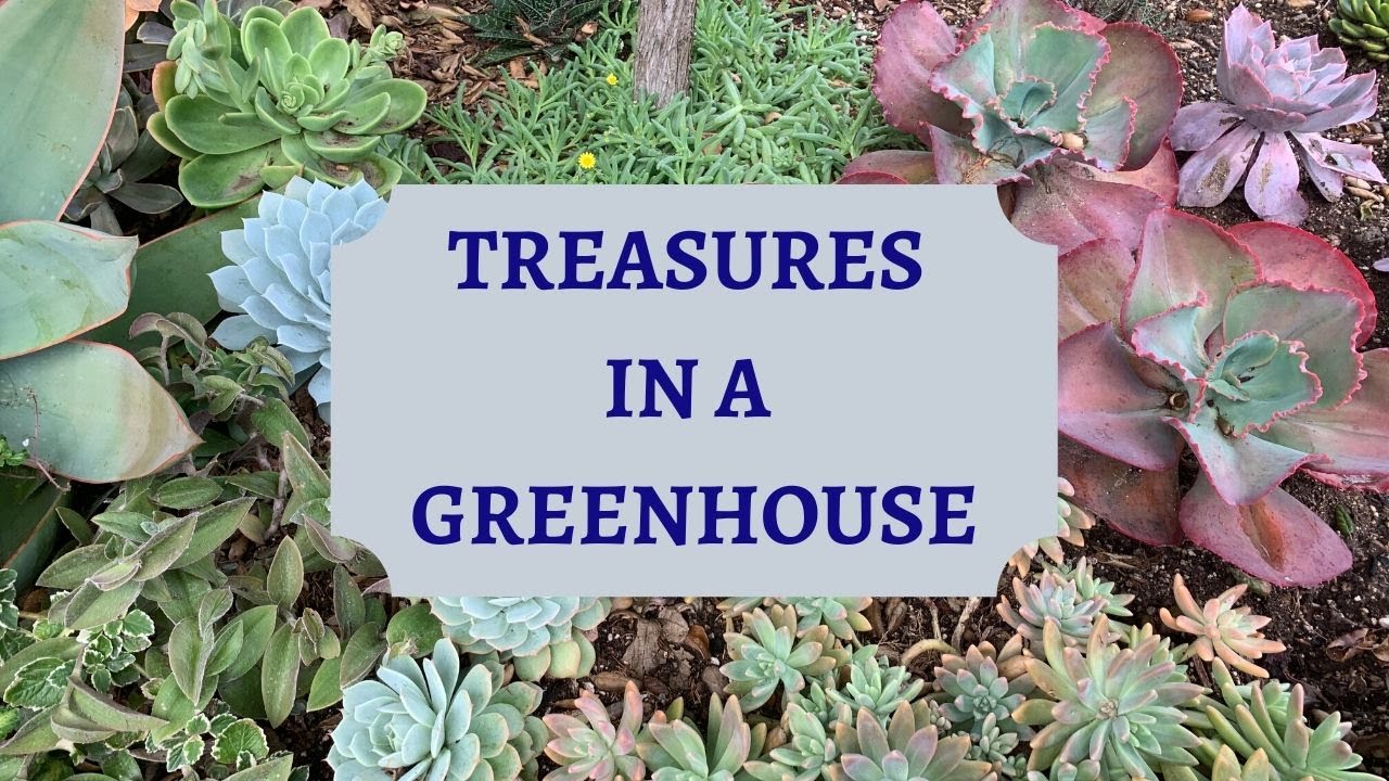 Treasures in a Greenhouse (Rojas Succulents and Cactus Nursery) Part 1