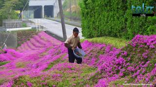 Husband Spends 2 Years Planting Thousands Of Flowers For His Blind Wife