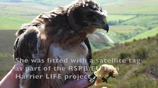 Mary, the Hen Harrier from the Isle of Man who travelled to Ireland, where she was killed by BirdWatchIreland 4,522 views 4 years ago 1 minute, 12 seconds