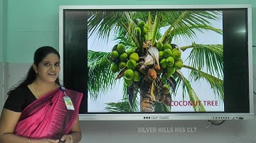 SILVER HILLS HSS | Std III | EVS | Chapter 1 – Blooming & Sprouting | Ms Anisha N Rejinold