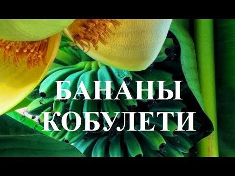 Бананы Кобулети ქობულეთი Аджария Грузия