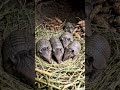Armadillo POV: Inside a Real Underground Burrow