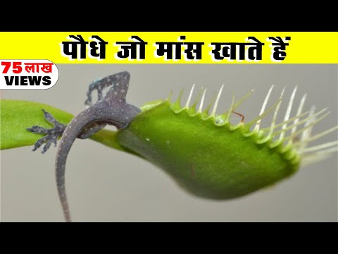 वीडियो: मांसाहारी पौधे क्या हैं