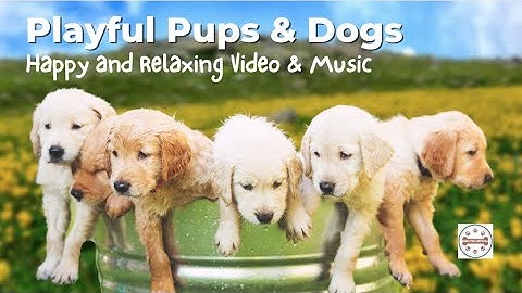 Cute Playful Dogs and Puppies- Happy, Relaxing Ambient Music #dog #relaxing #puppies #relaxation
