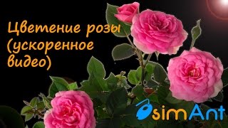 Восхитительное видео - как распускается роза / Blooming roses