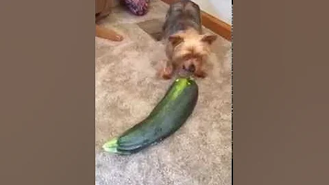 Buddy the Attacker