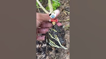 Sau 3 Tháng CHĂM SÓC NGUYỆT QUẾ Thay Đổi Rõ Rệt