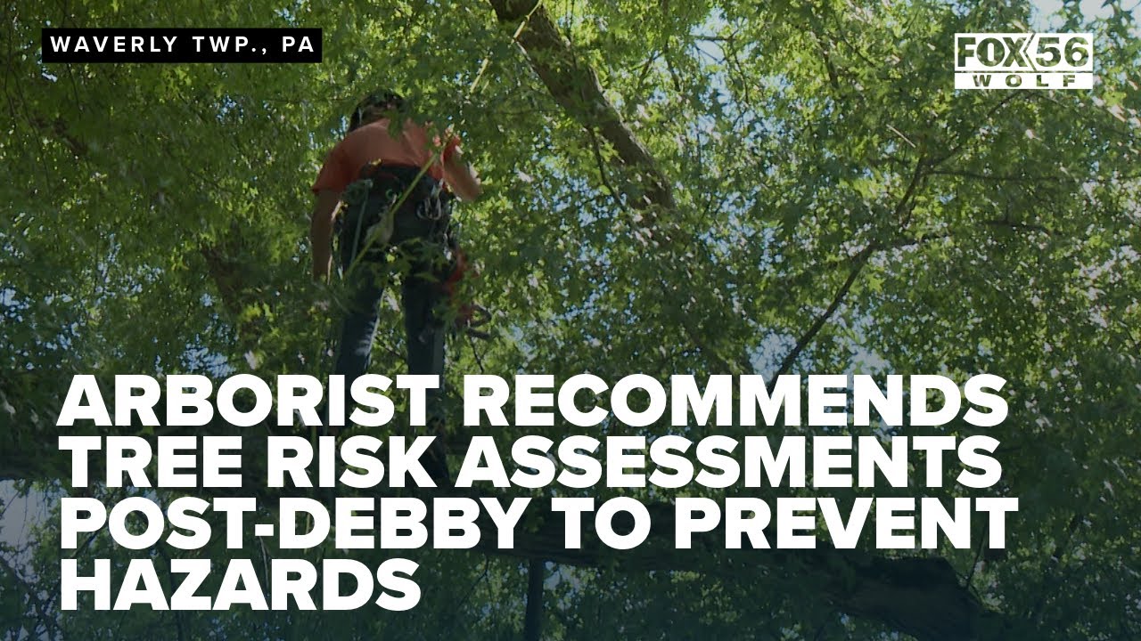 Arborist recommends tree risk assessments post-Debby to prevent hazards ...