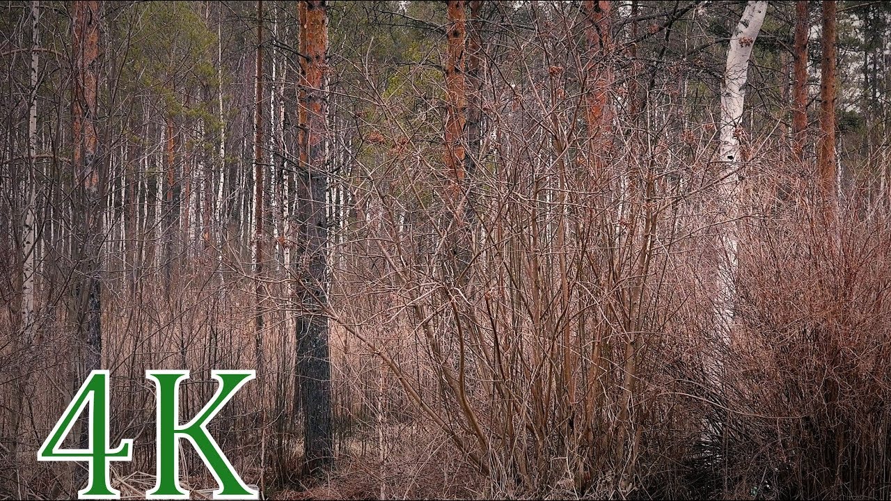 Sound of Spring Birds song 4K realtime video