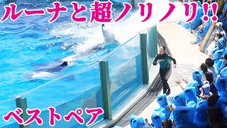 ヤル気満々なシャチ「ルーナ」が超いぃ感じ!! 鴨川シーワールド シャチショー KamogawaSeaWorld  orca killerwhale