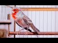 CANÁRIO BELGA ÁGATA VERMELHO MOSAICO CANTANDO DEMAIS !