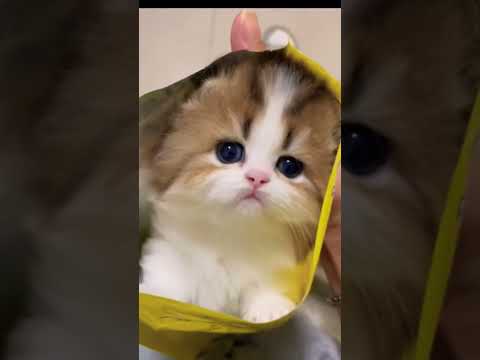 Vidéo: Qu'est-ce qu'un paquet de chatons ?