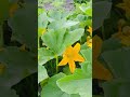 Slow Mornings In The Country Homestead Asmr Garden Wildflowers Farming Chicken Slow Mornings In The Country Homestead Asmr Garden Wildflowers Farming Chicken