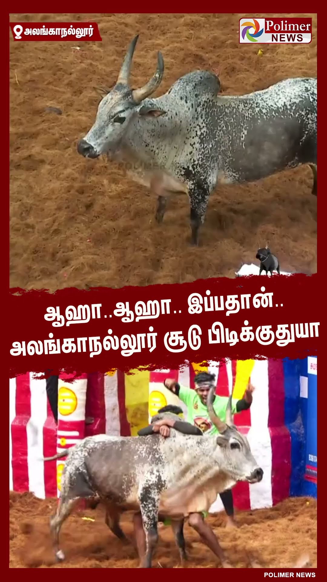 ஆஹா..ஆஹா.. இப்பதான்.. அலங்காநல்லூர் சூடு பிடிக்குதுயா..#shorts | #alanganallurjallikattu