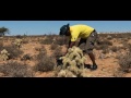 KNOCKOUT: BIOLOGICAL CONTROL OF BOXING GLOVE CACTUS IN SOUTH AFRICA