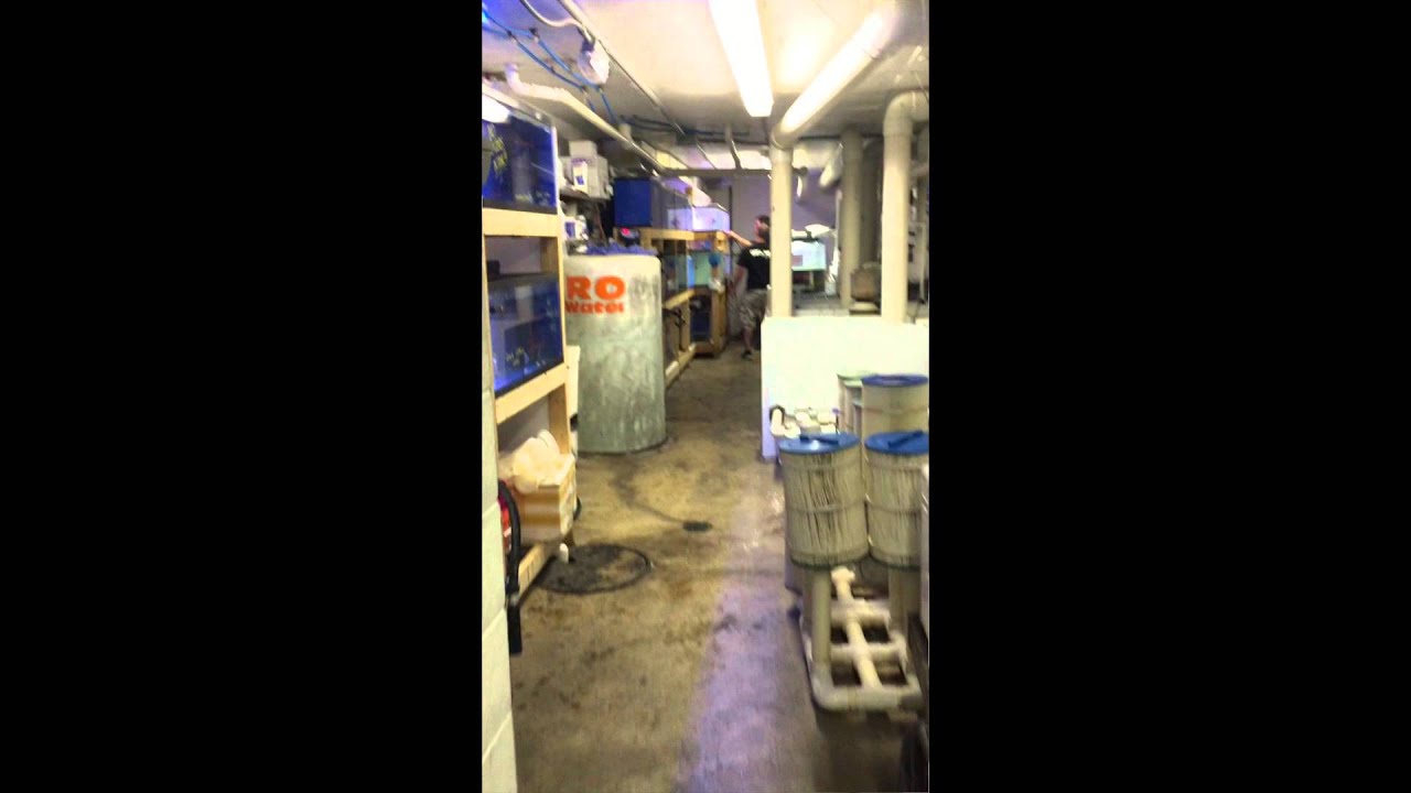 Wet Pets & Friends Video YouTube