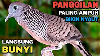 Perkutut Lokal Gacor SUARA BESAR Pancingan Bikin Semua Burung Perkutut Langsung Nyaut